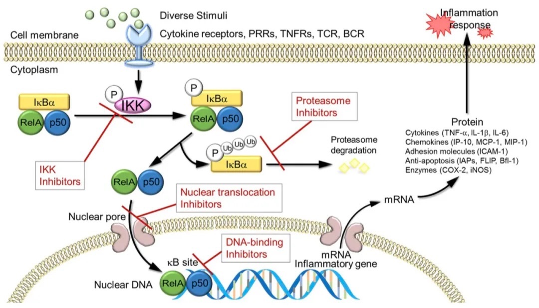  Cytek® Amnis® ImageStream®X Mk II流式图像交互，领略NF-κB 核转位之旅