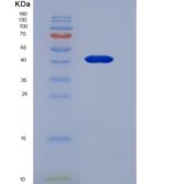 小鼠抵抗素样蛋白β(RETNLb)重组蛋白