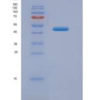 小鼠FK506结合蛋白5(FKBP5)重组蛋白