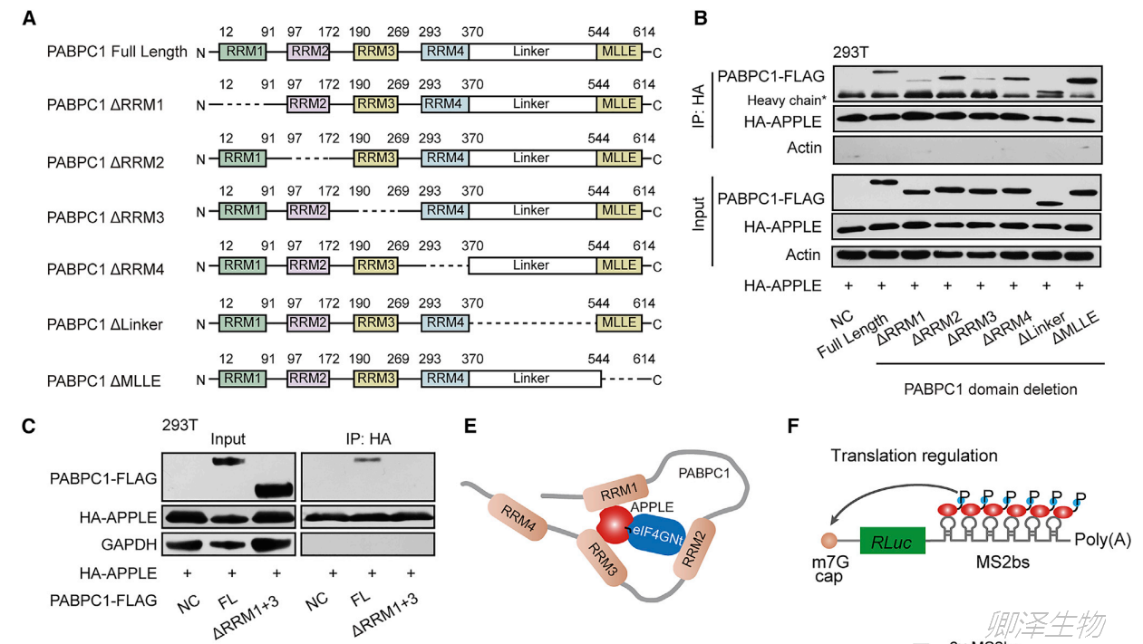 Mol Cell. | Ribo-seq和Polysome profiling技术助力挖掘白血病中功能微肽 - 企业动态 - 丁香通