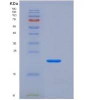 小鼠血管性血友病因子(vWF)重组蛋白