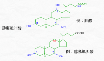 胆汁酸的分类及作用
