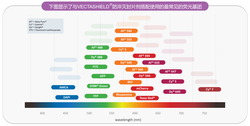 卓越的防荧光淬灭封片剂--VECTASHIELD Antifade Mounting Media 卓越的防荧光淬灭封片剂--VECTASHIELD Antifade Mounting Media