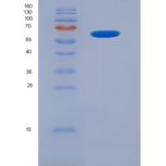 小鼠激肽释放酶6(KLK6)重组蛋白