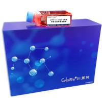 pDSr a2-mpl-X细胞 ; 中国仓鼠卵巢细胞系