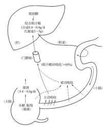 胆汁酸的分类及作用