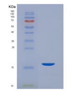 大鼠CD26分子(CD26)重组蛋白