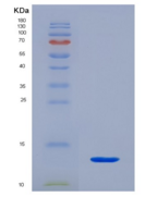 大鼠神经调节素4(NRG4)重组蛋白