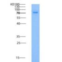 人ILT6 / LILRA3重组蛋白Fc tag