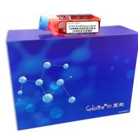 actin binding protein, 1B 肌动蛋白结合蛋白1B单抗杂交瘤细胞