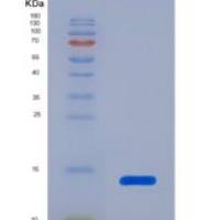 小鼠血小板因子4(PF4)重组蛋白