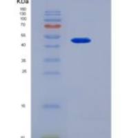大鼠血小板内皮细胞粘附分子1(PECAM1)重组蛋白