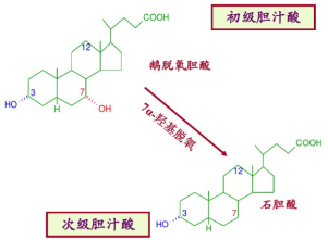 胆汁酸的分类及作用