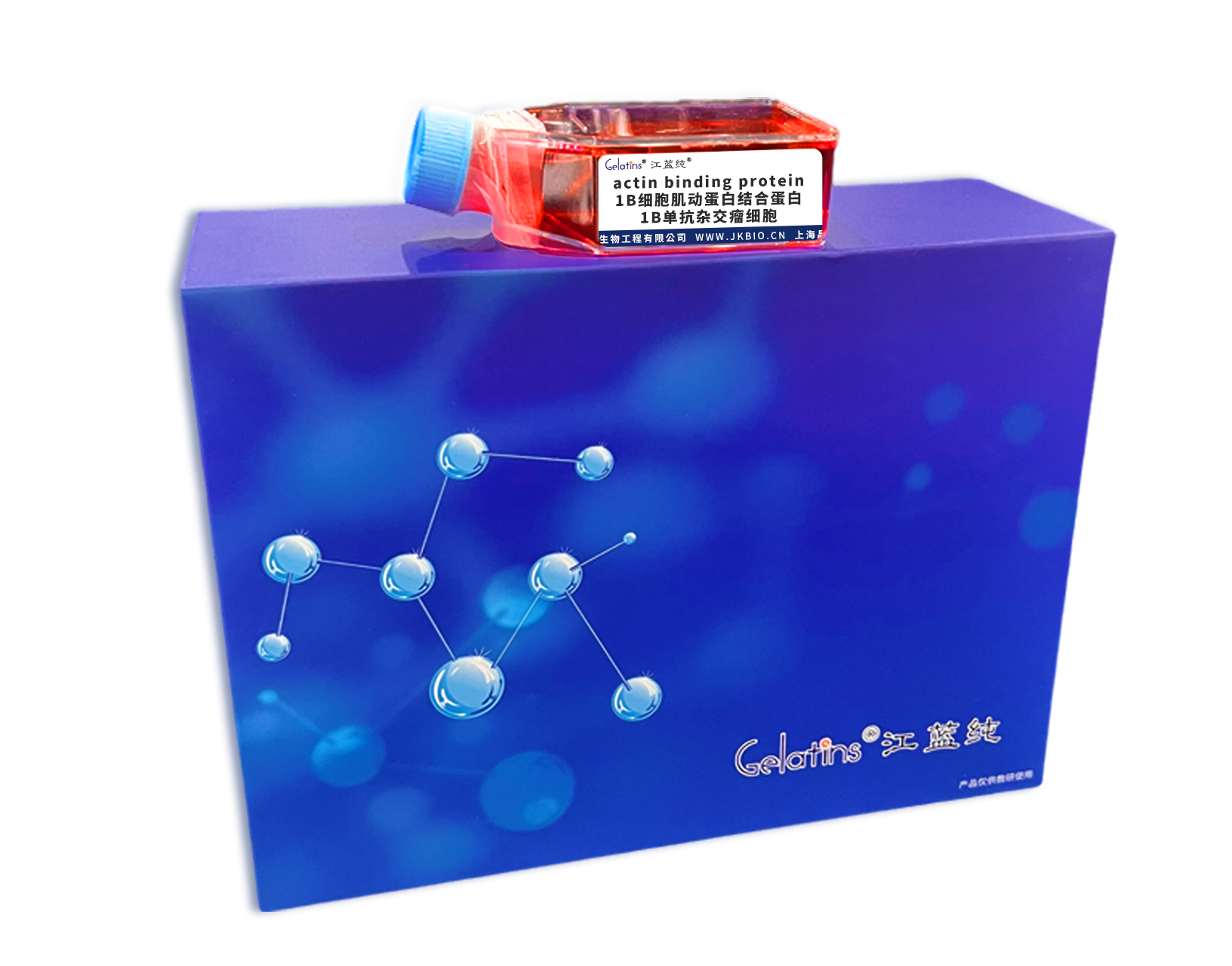 actin binding protein, 1B 肌动蛋白