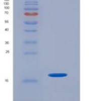 大鼠衰变加速因子(CD55)重组蛋白