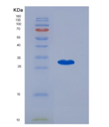 大鼠b淋巴细胞活化抗原B7-1 (LAB7-1)重组蛋白