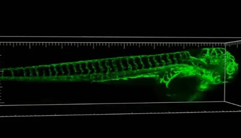 研究进展丨人工智能+斑马鱼研究的应用进展与前景展望