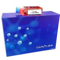 MEL细胞 ; 小鼠红白血病细胞