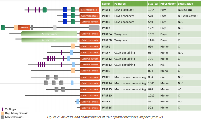 温故知新!BPS Bioscience 的 PARP 解决方案