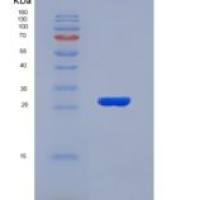 大鼠白细胞激活黏附因子(ALCAM)重组蛋白