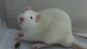 过敏性鼻炎大鼠模型研讨会