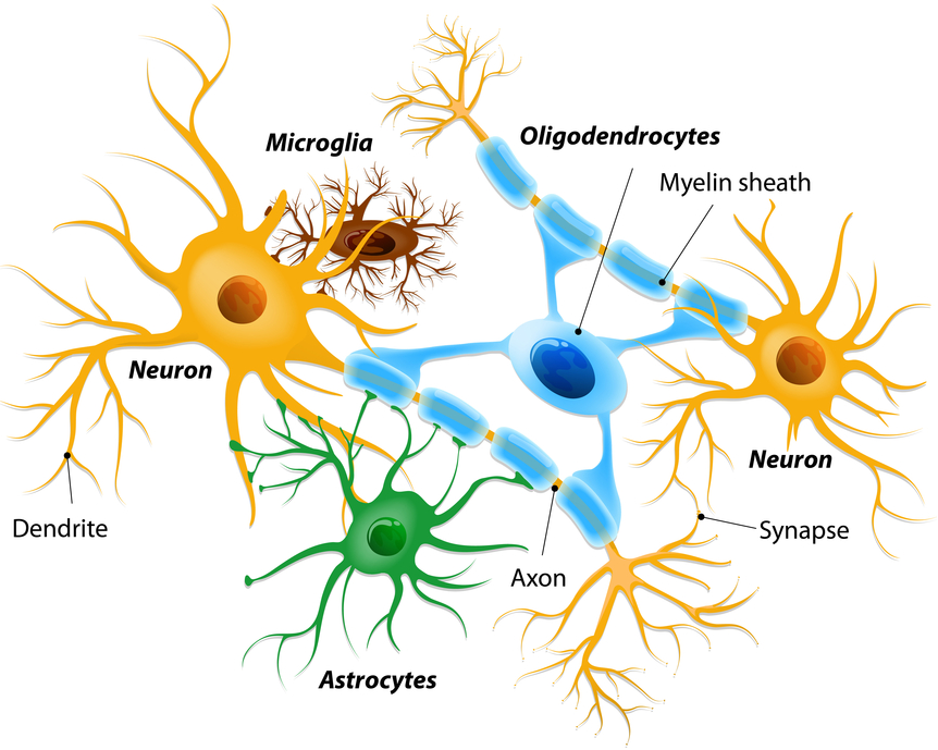 常见神经细胞标志物怎么选？一文搞定