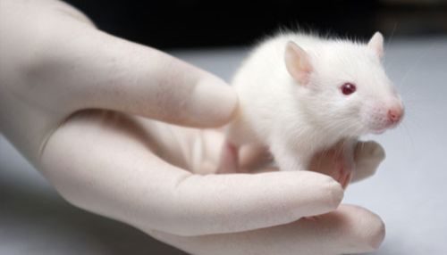 白癫风小鼠模型研讨