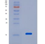 小鼠再生胰岛衍生蛋白3α(REG3a)重组蛋白