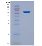 大鼠色素上皮衍生因子(PEDF)重组蛋白