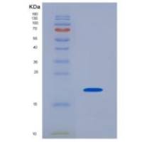 大鼠白介素25(IL25)重组蛋白