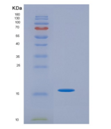 小鼠类胰蛋白酶(TPS)重组蛋白