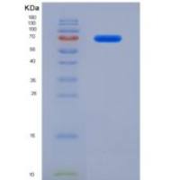 人Ⅲ型胶原α1(COL3a1)重组蛋白