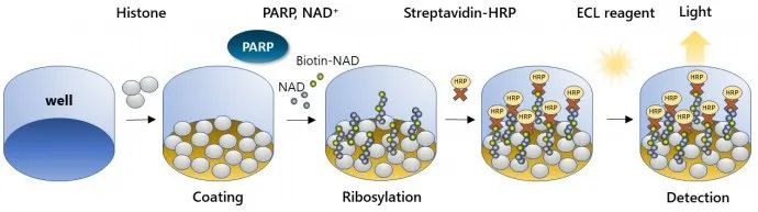 温故知新!BPS Bioscience 的 PARP 解决方案