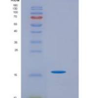 小鼠类胰蛋白酶(TPS)重组蛋白