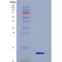 人蛋白酶激活受体1(PAR1)重组蛋白