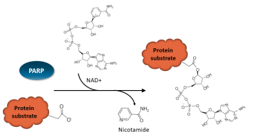 温故知新！BPS Bioscience 的 PARP 解决方案