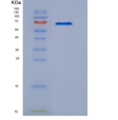 大鼠信号素4D(SEMA4D)重组蛋白