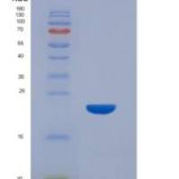 小鼠脑多巴胺神经营养因子(CDNF)重组蛋白