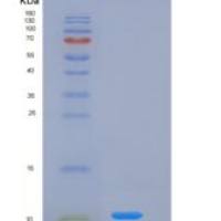 小鼠神经调节素4(NRG4)重组蛋白