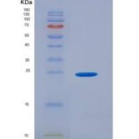 大鼠巢蛋白2(NID2)重组蛋白