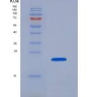 小鼠Toll样受体7(TLR7)重组蛋白