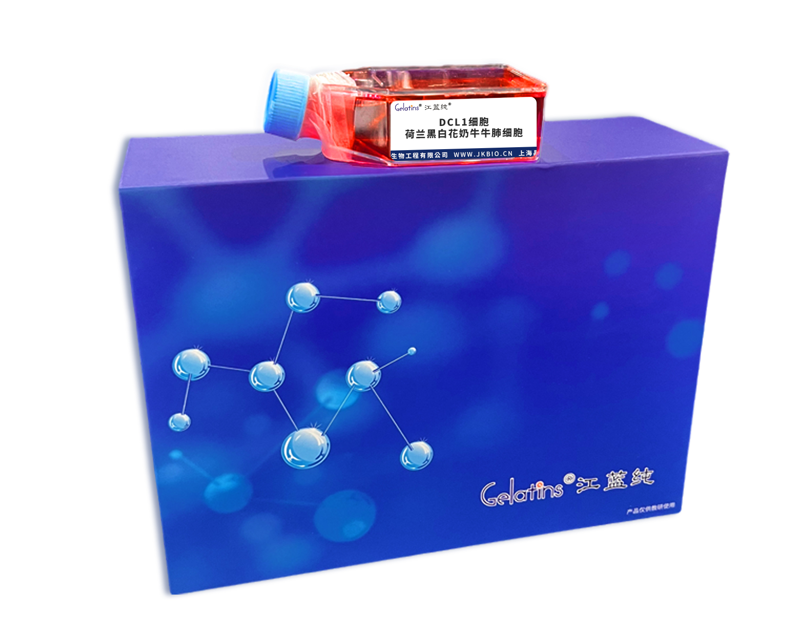 DCL1 荷兰黑白花奶牛牛肺细胞