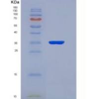 小鼠淋巴管内皮细胞透明质酸受体1(LYVE1)重组蛋白