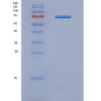 人骨桥素(OPN)重组蛋白