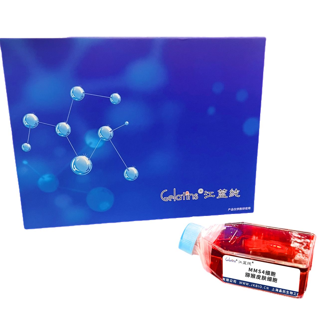 MMS4细胞 ; 猕猴皮肤细胞