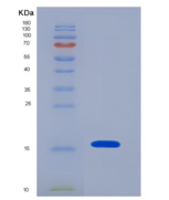 人髓样前体细胞抑制因子2(MPIF2)重组蛋白