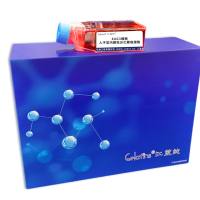 EAG3 人子宫内膜低分化腺癌细胞