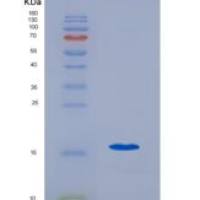 大鼠转化生长因子β1(TGFb1)重组蛋白