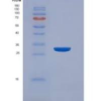 大鼠IgA-Fc断片受体(FcaR)重组蛋白