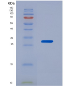 人半胱氨酸丰富分泌蛋白3(CRISP3)重组蛋白